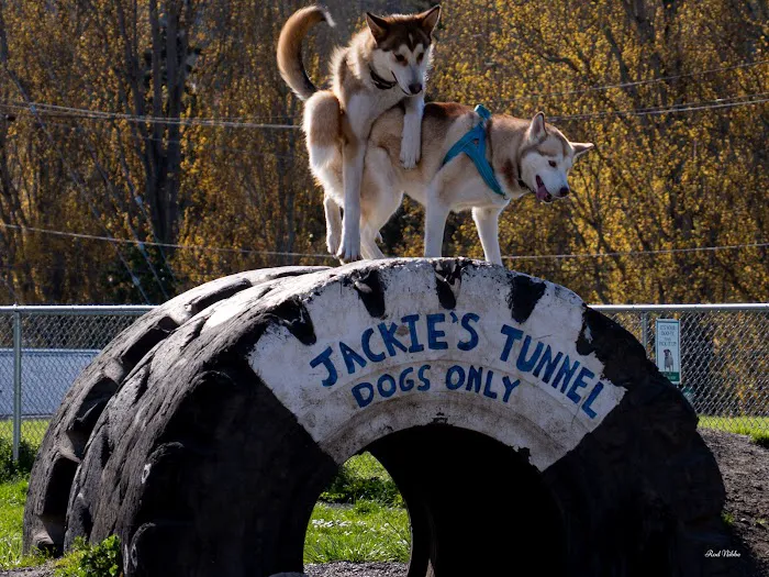 Mountain View Dog Park 3