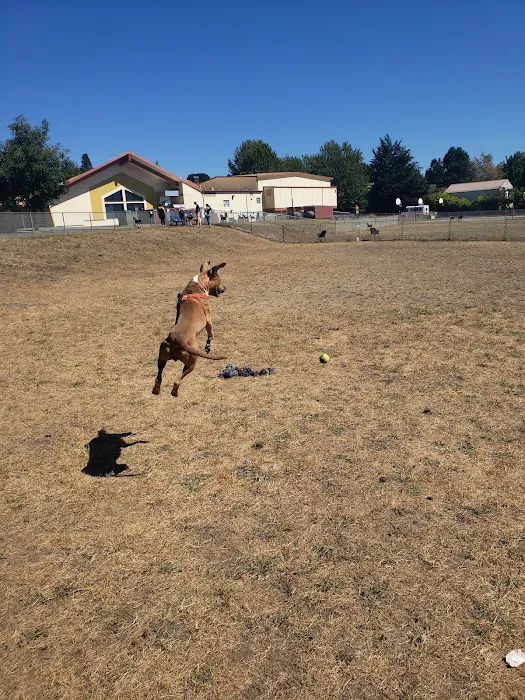 Mountain View Dog Park 10