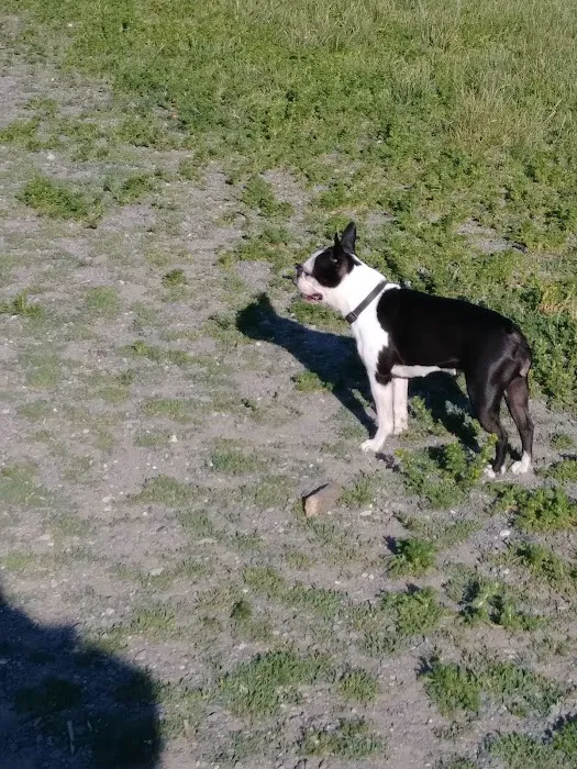 Lake Padden Dog Park 6
