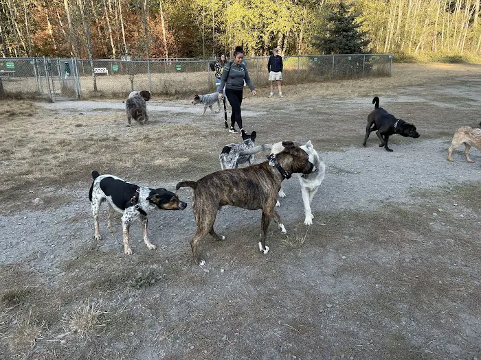 Lake Padden Dog Park 8