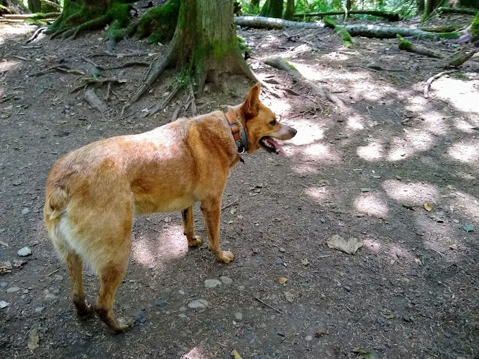 Lake Padden Dog Park 7