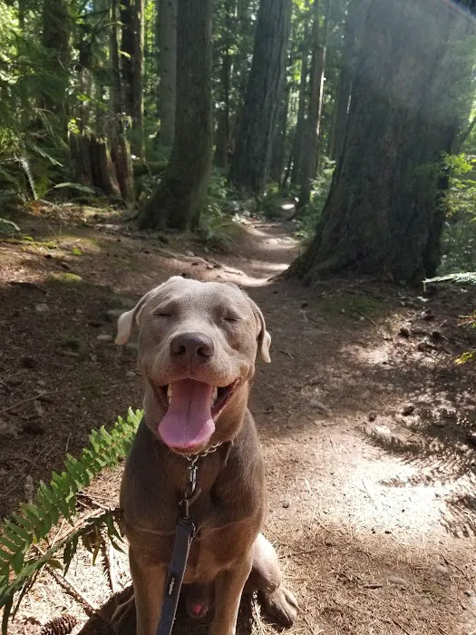 Lake Padden Dog Park 10