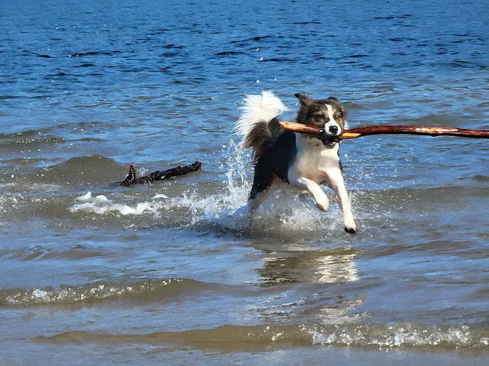 Sudden Valley Dog Park 6