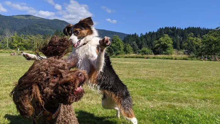Sudden Valley Dog Park 3