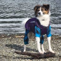 Sudden Valley Dog Park ico