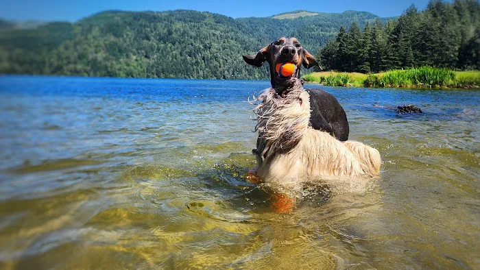 Sudden Valley Dog Park 5