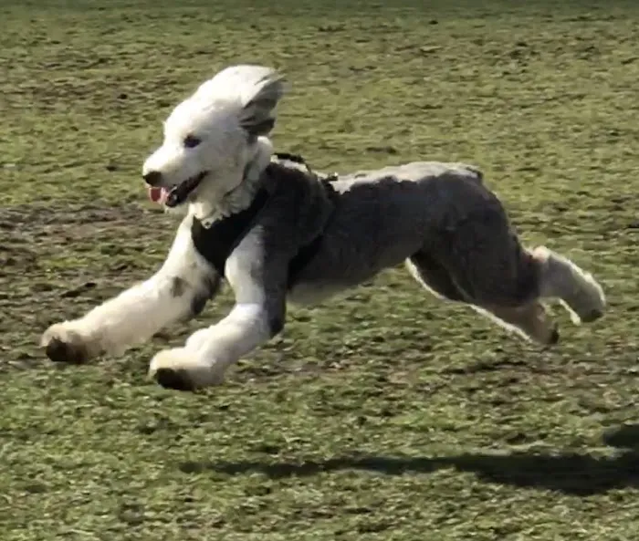 Sequim Dog Park 10