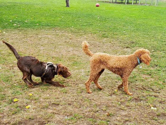 Sequim Dog Park 1