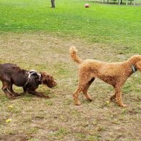 Sequim Dog Park ico