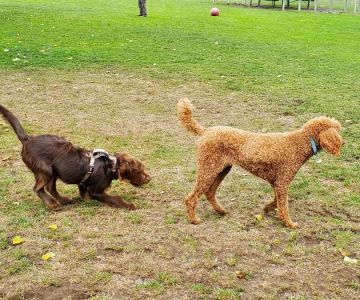 Sequim Dog Park
