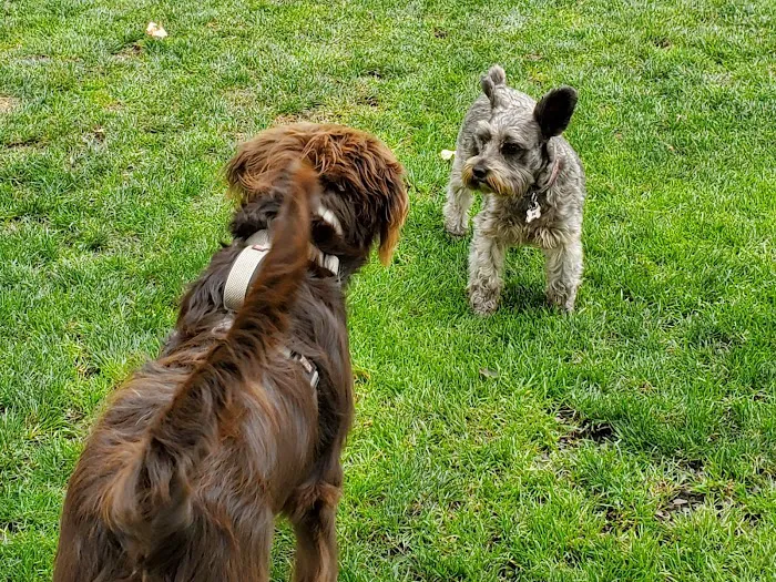 Sequim Dog Park 2