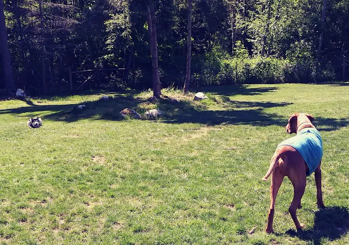 Dog Park 3