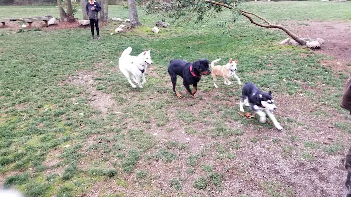 Dog Park 10