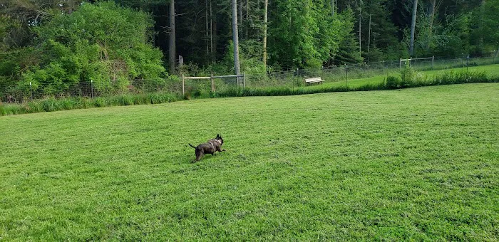 Pup Town Dog Park 3