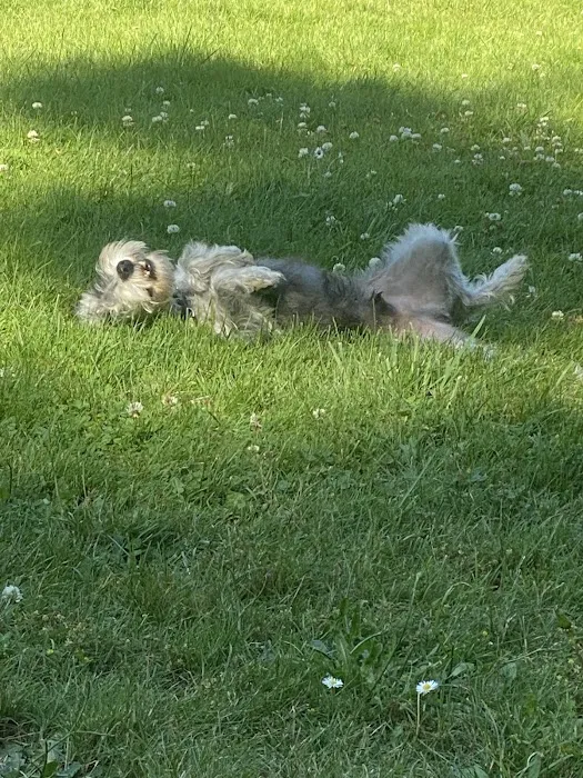 Pup Town Dog Park 6
