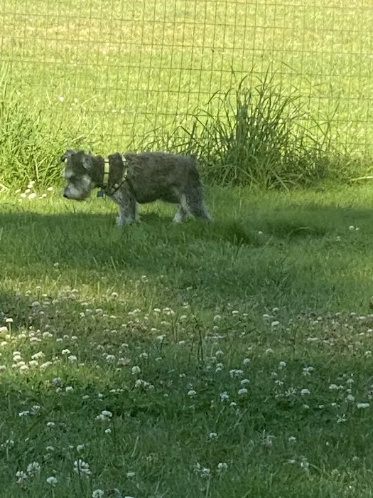 Pup Town Dog Park 8