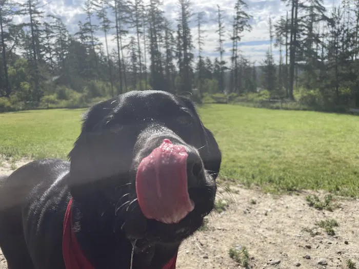Pup Town Dog Park 4