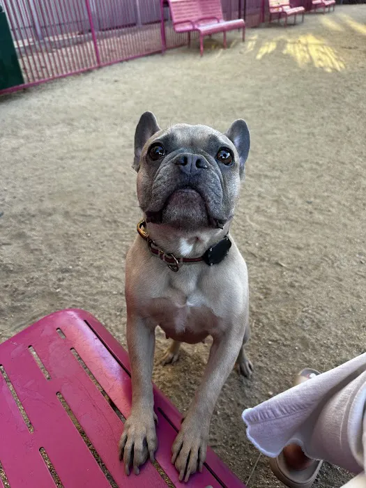 Grand Park- Dog Park 6