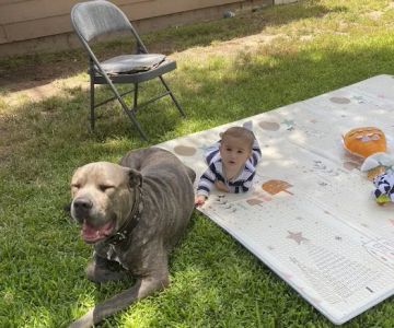 Grand Park- Dog Park
