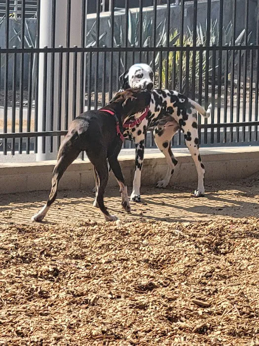 L.A. Live Large Dogs Park 3