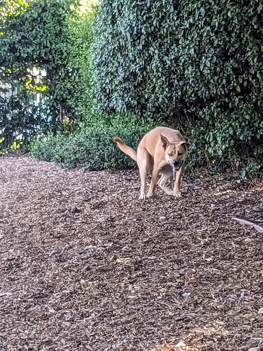 L.A. Live Large Dogs Park 7