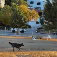 Silver Lake Dog Park ico
