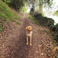 South Pawsadena Dog Park ico