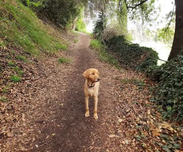 South Pawsadena Dog Park