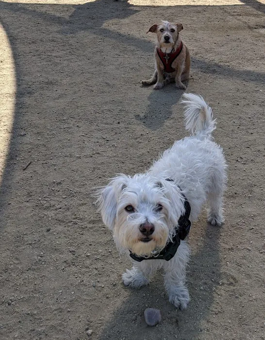 South Pawsadena Dog Park 3