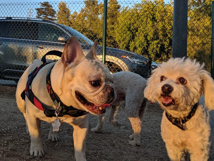 South Pawsadena Dog Park 6