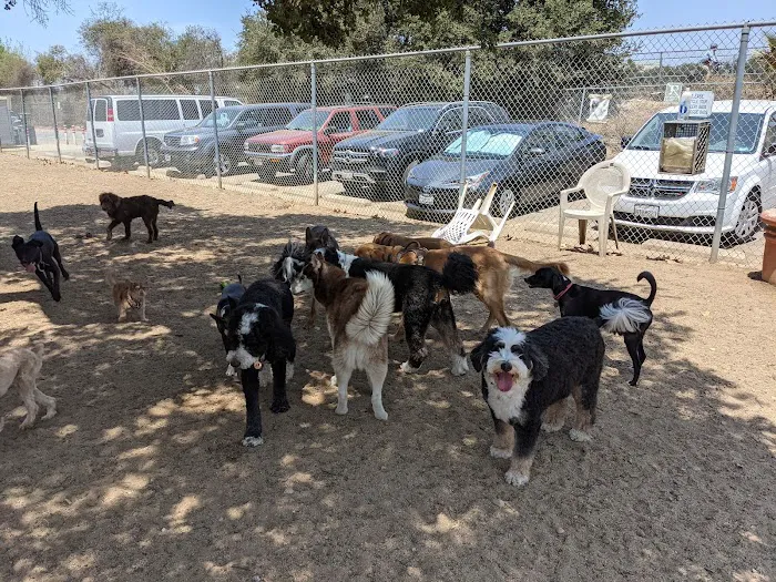 Griffith Park Dog Park 6