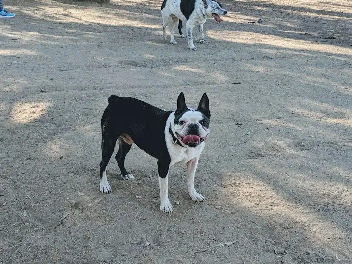 Griffith Park Dog Park 5