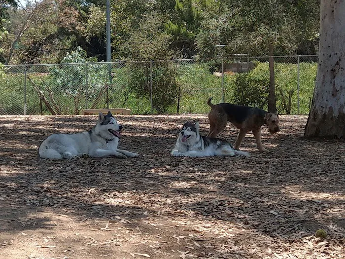 Griffith Park Dog Park 4
