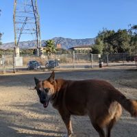 Griffith Park Dog Park ico