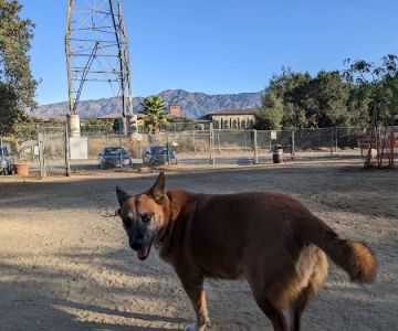 Griffith Park Dog Park