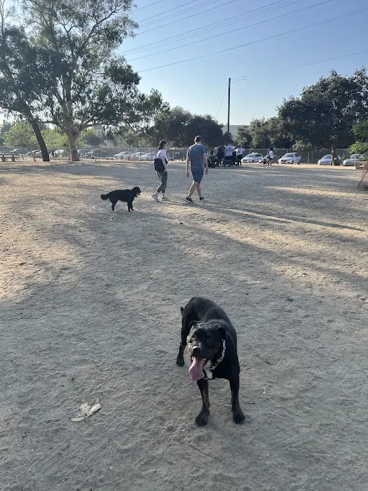 Griffith Park Dog Park 7