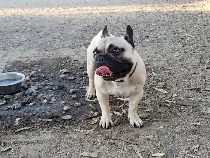 Griffith Park Dog Park 10