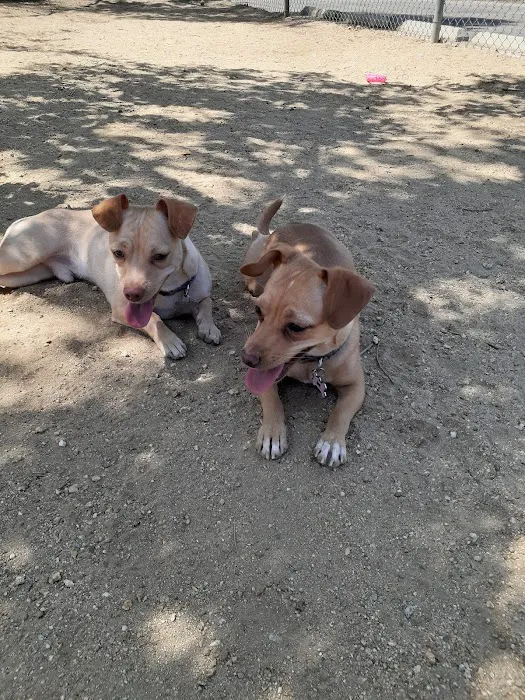 Griffith Park Dog Park 9