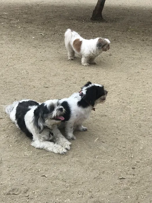 Griffith Park Dog Park 8