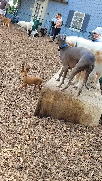William S Hart Dog Park 3