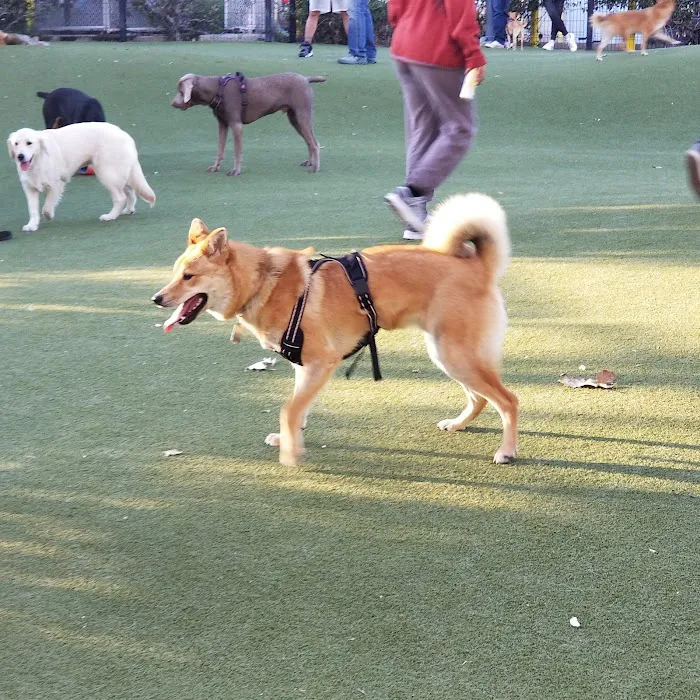 West Hollywood Park Dog Park 3