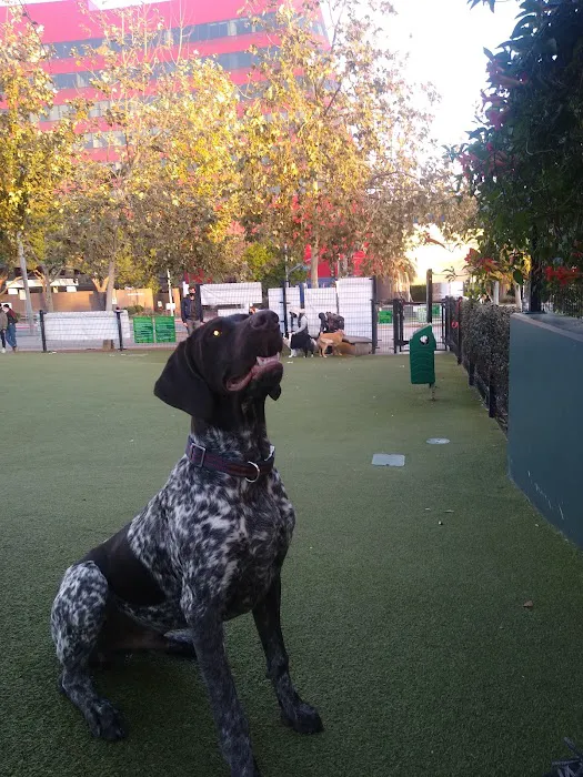 West Hollywood Park Dog Park 7
