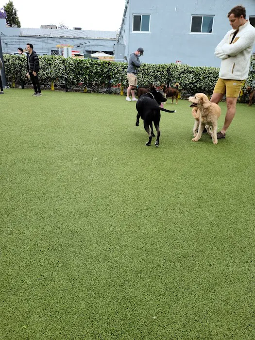 West Hollywood Park Dog Park 2