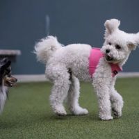 West Hollywood Park Dog Park ico
