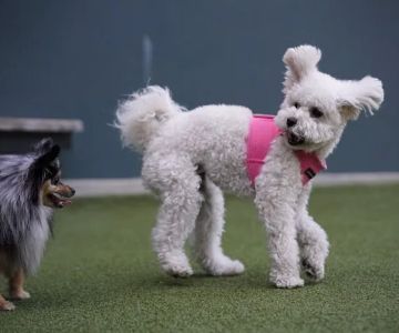 West Hollywood Park Dog Park