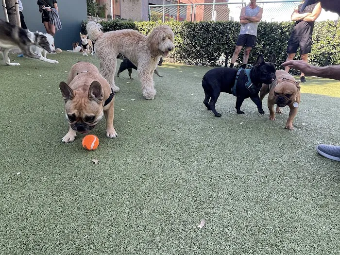 West Hollywood Park Dog Park 6