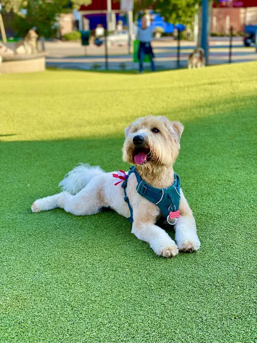 West Hollywood Park Dog Park 10