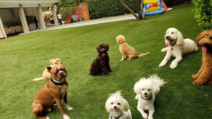 West Hollywood Park Dog Park 9
