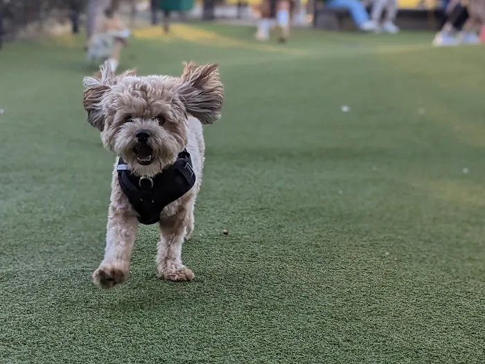 West Hollywood Small Dog Park 6