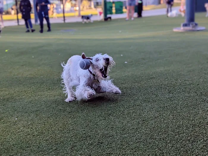 West Hollywood Small Dog Park 4